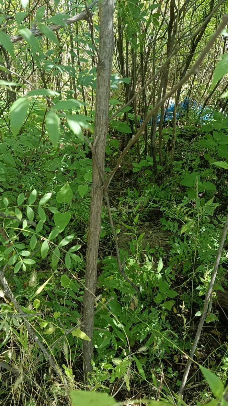 文冠果苗通辽基地有货规格多样现挖现发对接全国