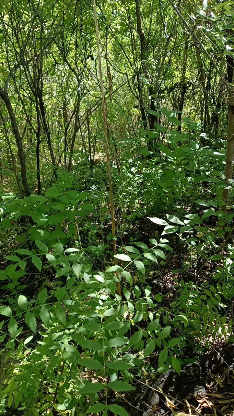 文冠果苗通辽基地有货规格多样现挖现发对接全国