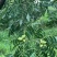 美国碧根果树苗嫁接苗碧根果苗长寿果南方北方种植包邮