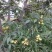 美国碧根果树苗嫁接苗碧根果苗长寿果南方北方种植包邮