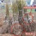 美国碧根果树苗嫁接苗碧根果苗长寿果南方北方种植包邮