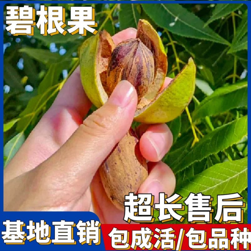 美国碧根果树嫁接苗当年结果南方北方种植盆栽碧根果树苗