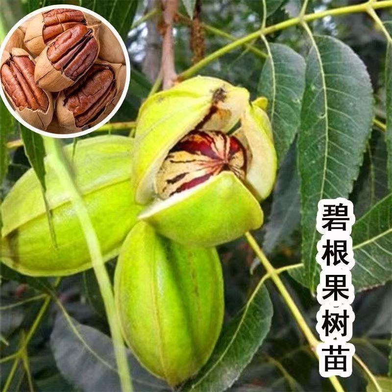 美国碧根果树嫁接苗当年结果南方北方种植盆栽碧根果树苗