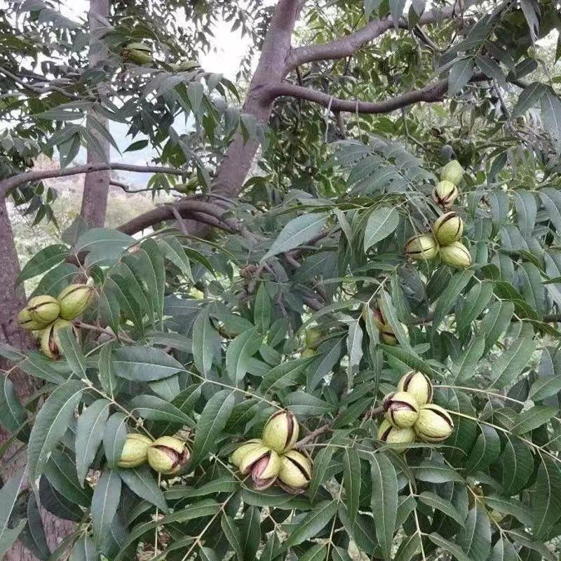 美国碧根果树嫁接苗当年结果南方北方种植盆栽碧根果树苗