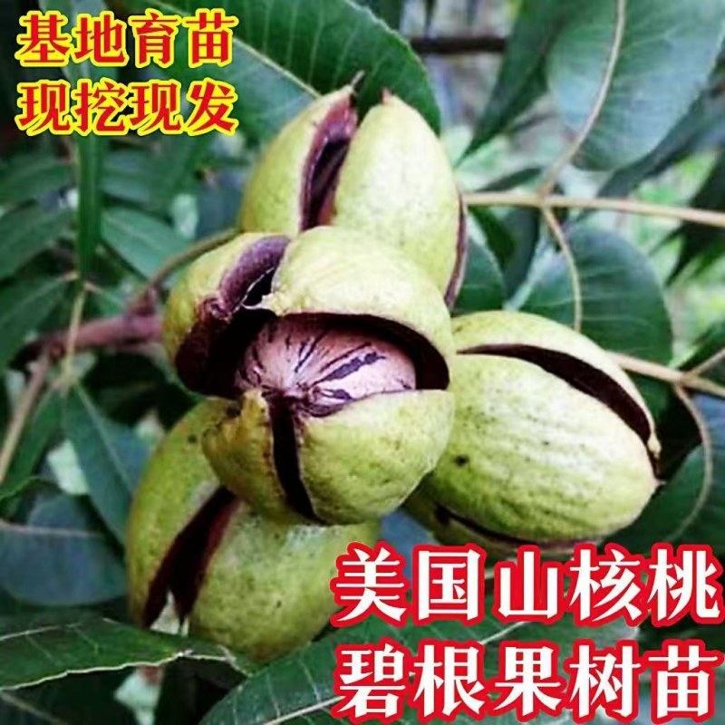 美国碧根果树嫁接苗当年结果南方北方种植盆栽碧根果树苗