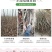 美国碧根果树嫁接苗当年结果南方北方种植盆栽碧根果树苗