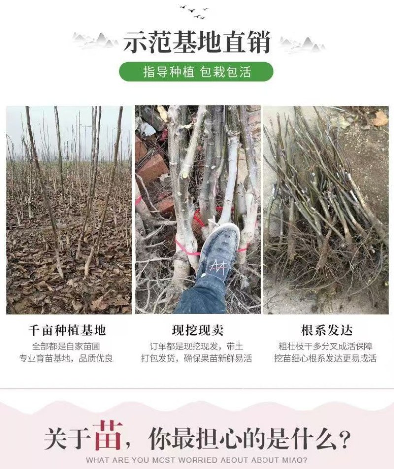 美国碧根果树嫁接苗当年结果南方北方种植盆栽碧根果树苗