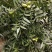 美国碧根果树嫁接苗当年结果南方北方种植盆栽碧根果树苗