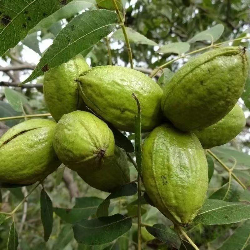 美国碧根果树嫁接苗当年结果南方北方种植盆栽碧根果树苗
