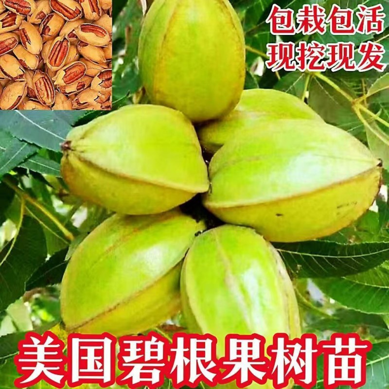 美国碧根果树嫁接苗当年结果南方北方种植盆栽碧根果树苗