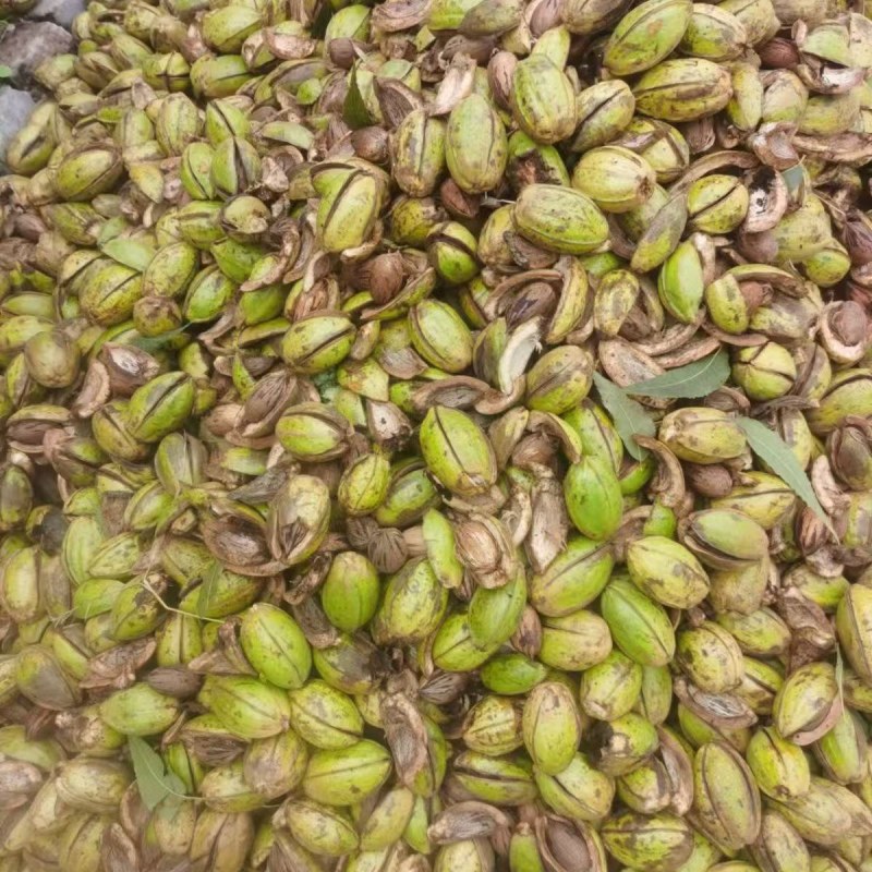 美国碧根果树嫁接苗当年结果南方北方种植盆栽碧根果树苗