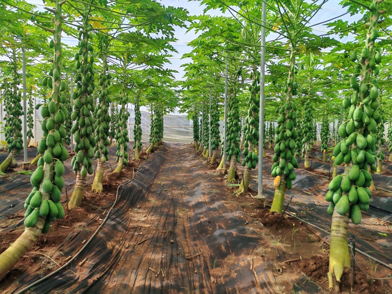 非转基因木瓜，甜瓜木瓜，牛奶木瓜，超甜木瓜