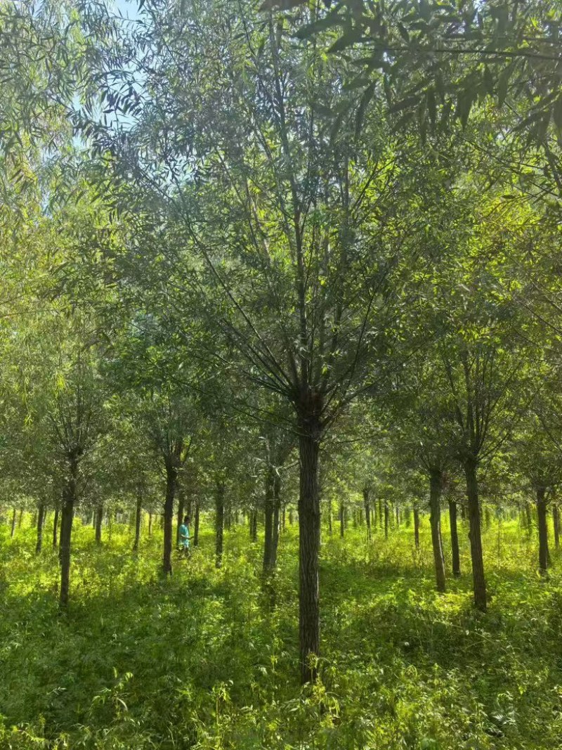精品柳树苗圃直供柳树10公分12公分15公分18公分