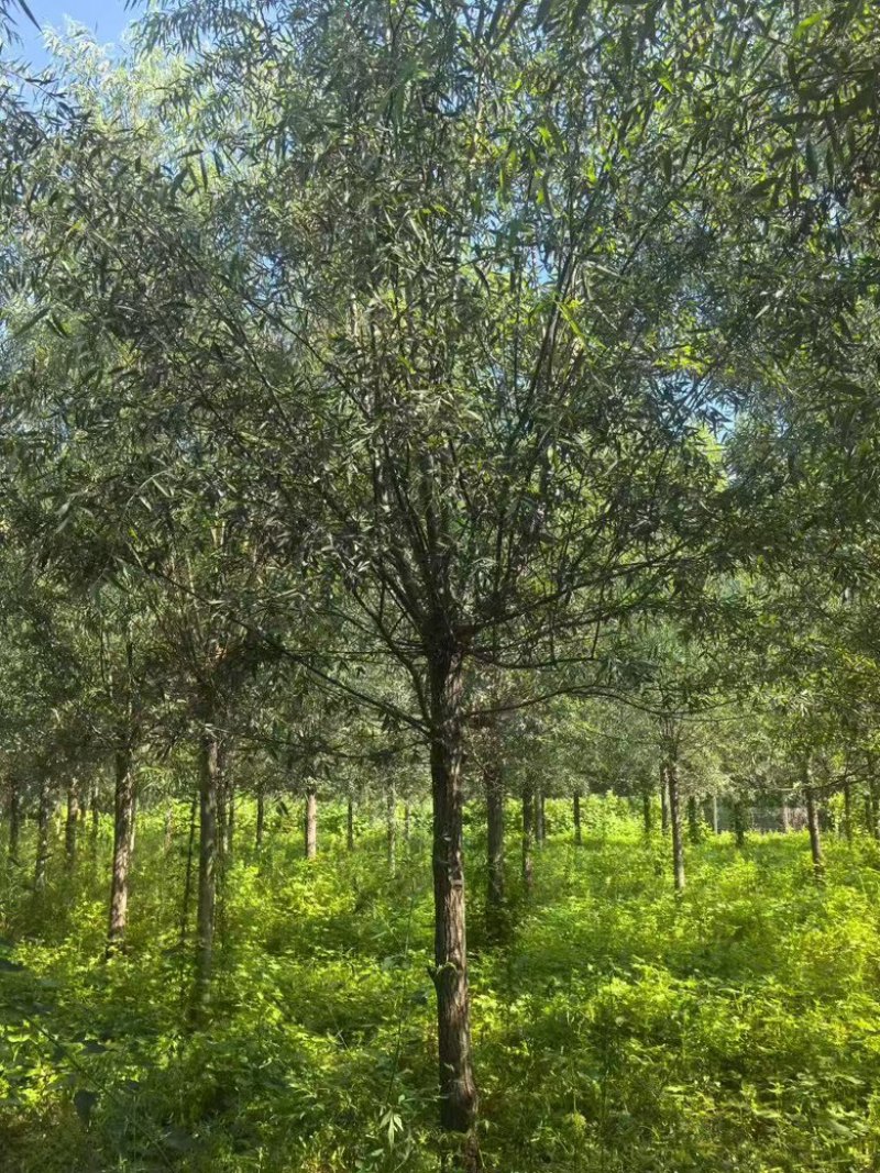 精品柳树苗圃直供柳树10公分12公分15公分18公分