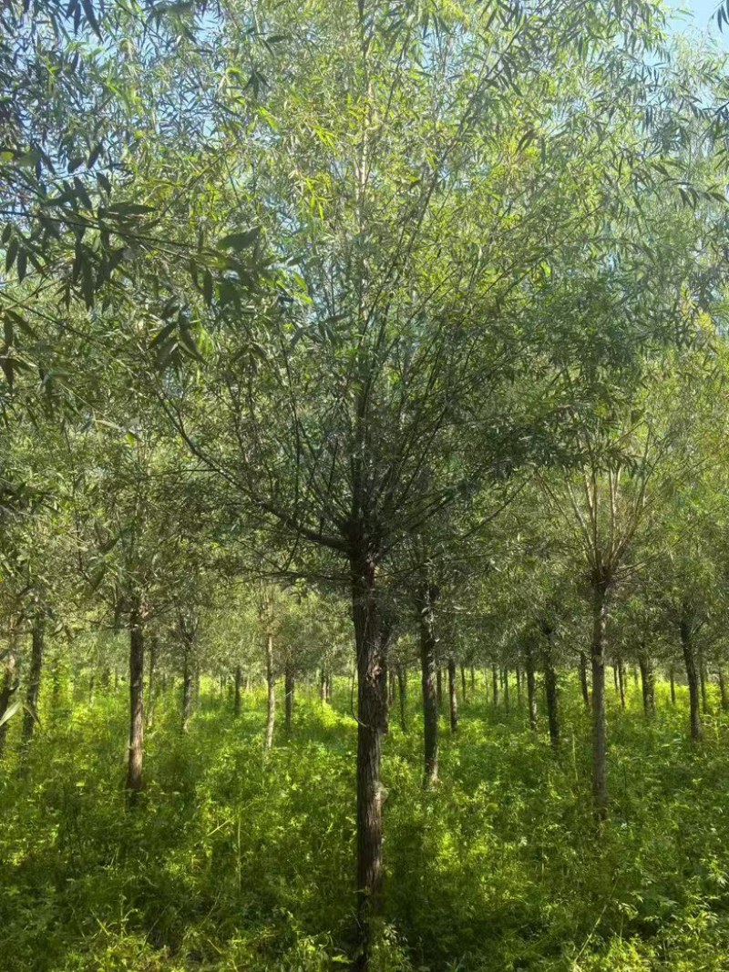 精品柳树苗圃直供柳树10公分12公分15公分18公分