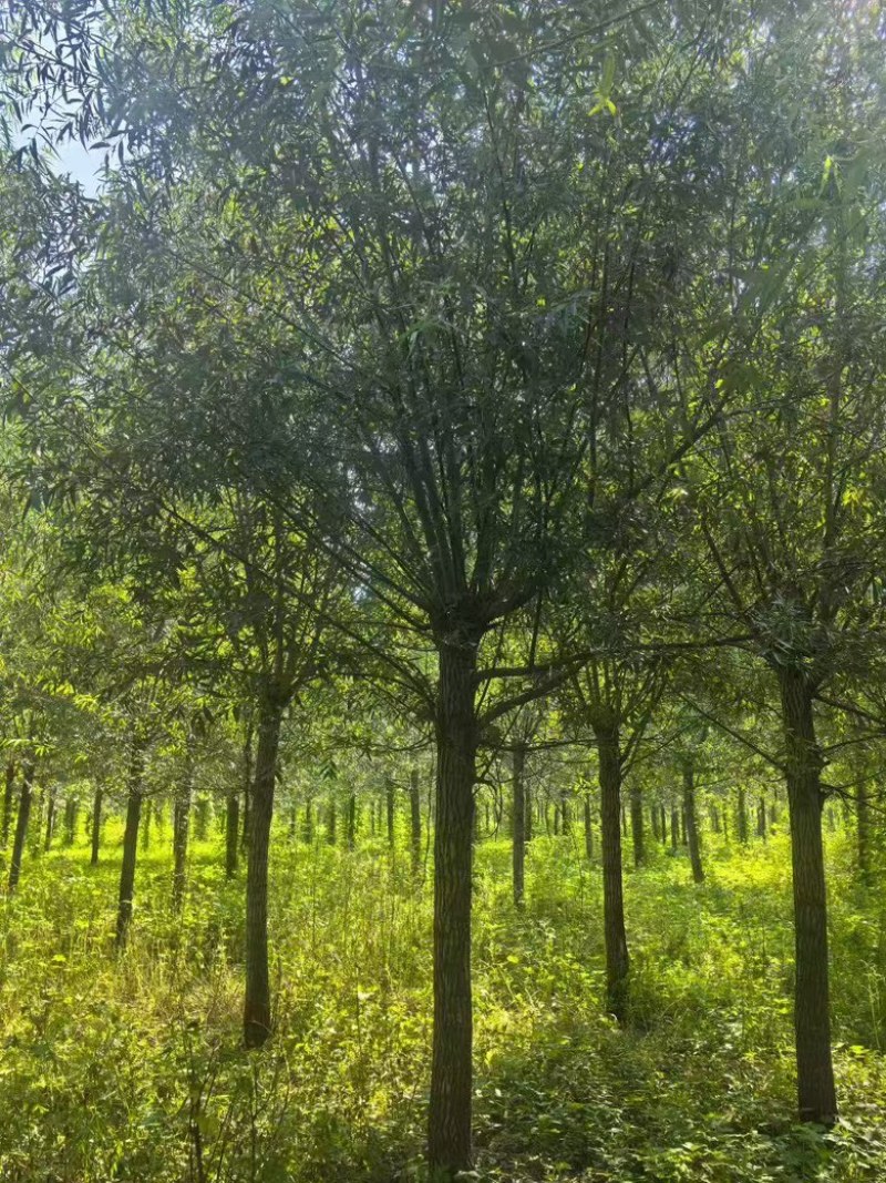 精品柳树苗圃直供柳树10公分12公分15公分18公分