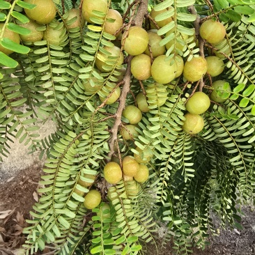 新鲜采摘油甘果余甘果滇橄榄油柑水果余甘子当季酸果子油甘果