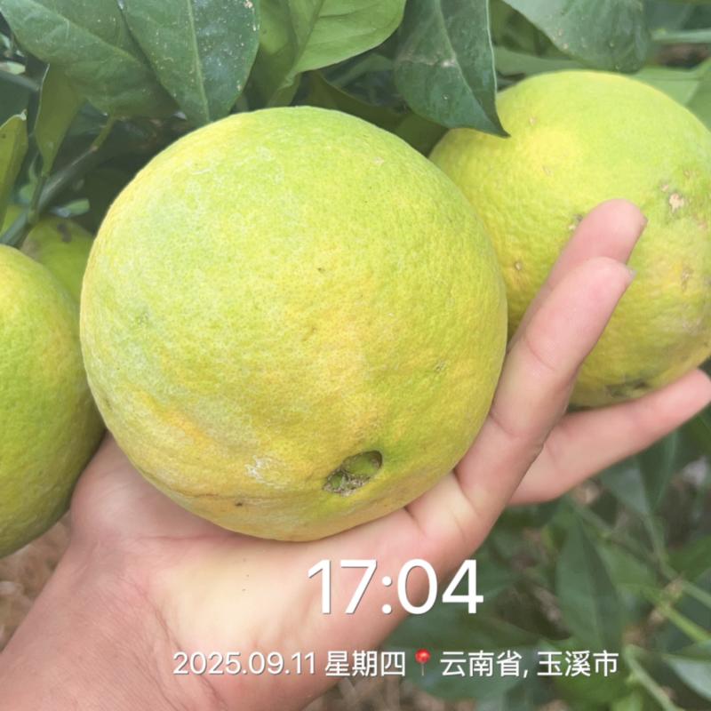云南赣南脐橙热卖中