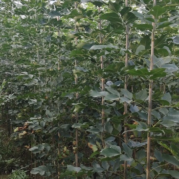 小白蜡