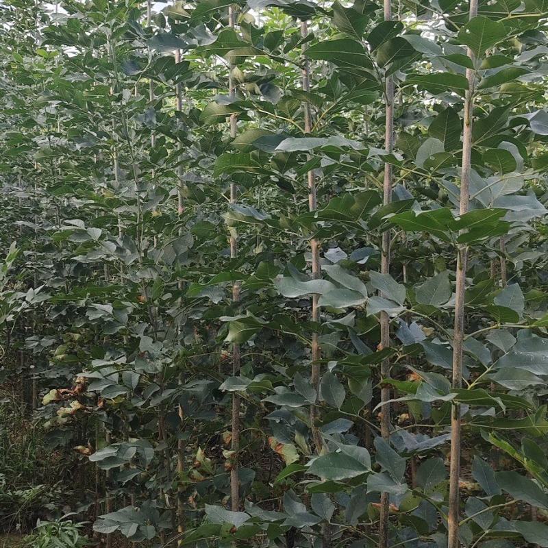 小白蜡