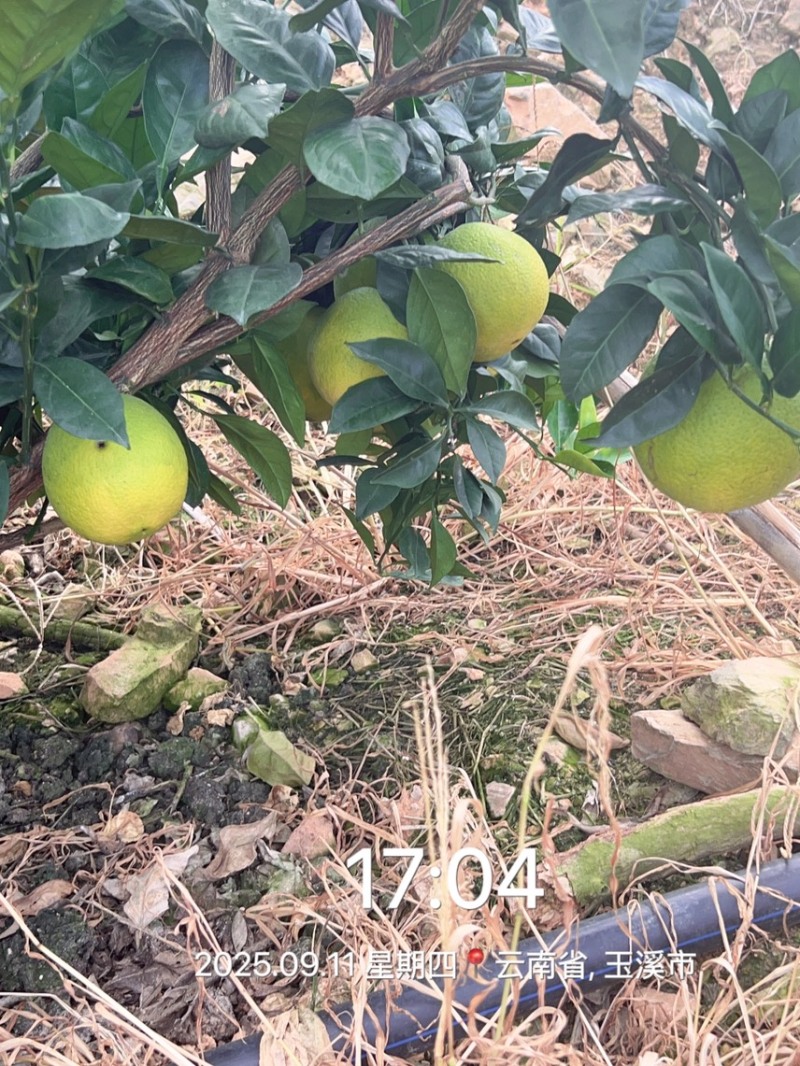 云南赣南脐橙热卖中