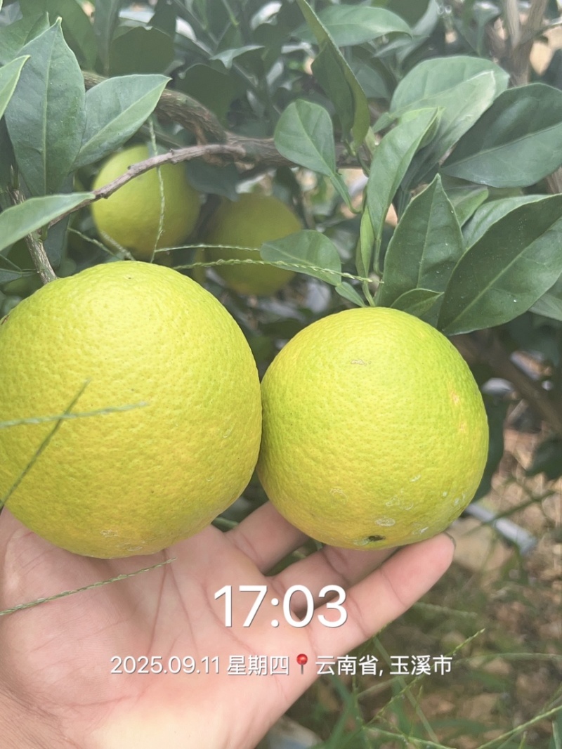 云南赣南脐橙热卖中