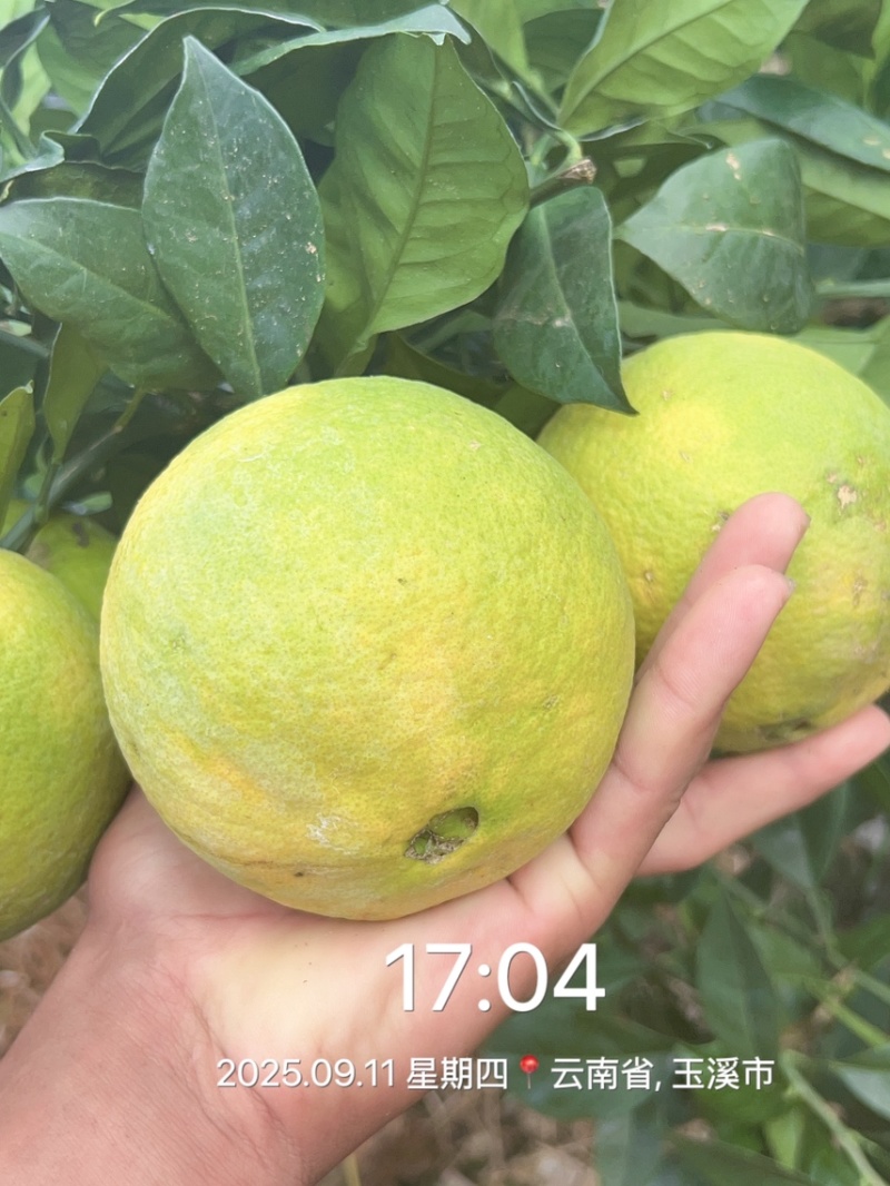 云南赣南脐橙热卖中
