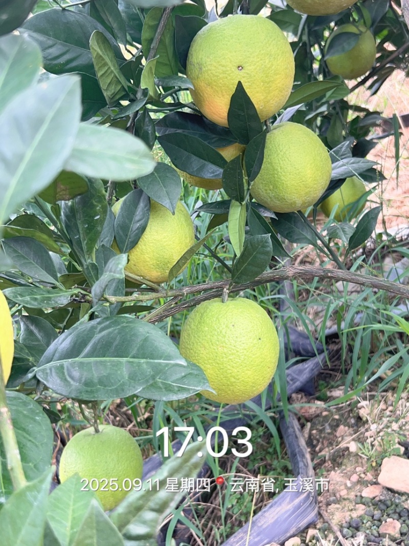 云南赣南脐橙热卖中