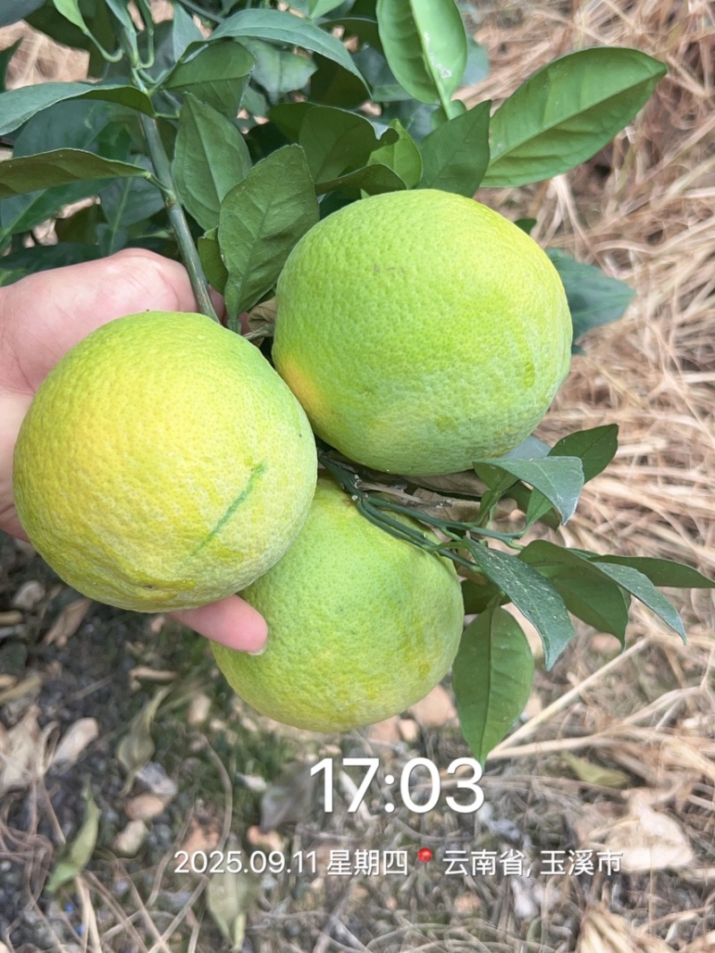 云南赣南脐橙热卖中