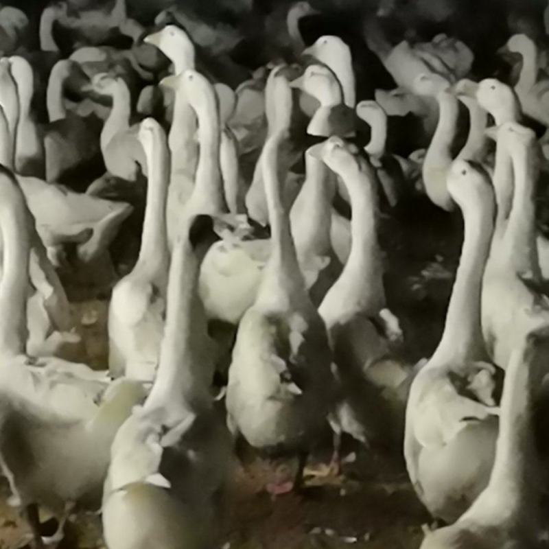 三花鹅