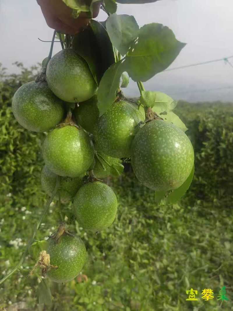 重庆百香果一手货源现货供应厂家直发，支持一件代发