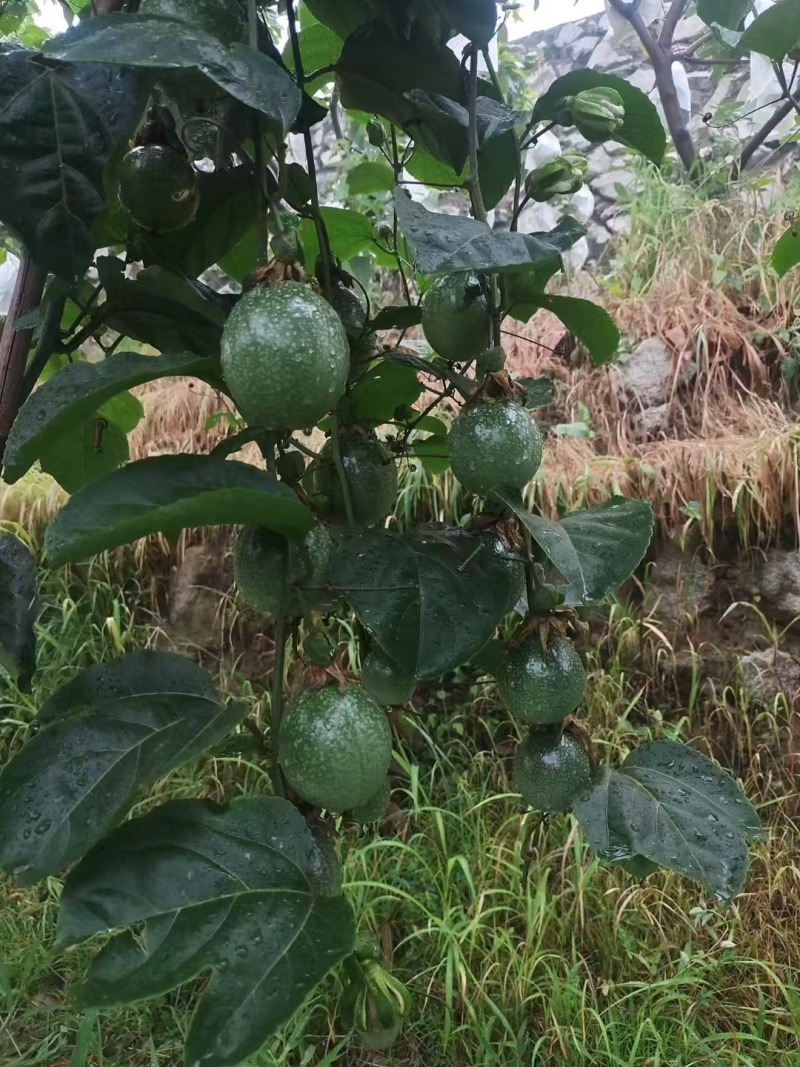 重庆百香果一手货源现货供应厂家直发，支持一件代发