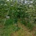 重庆百香果一手货源现货供应厂家直发，支持一件代发