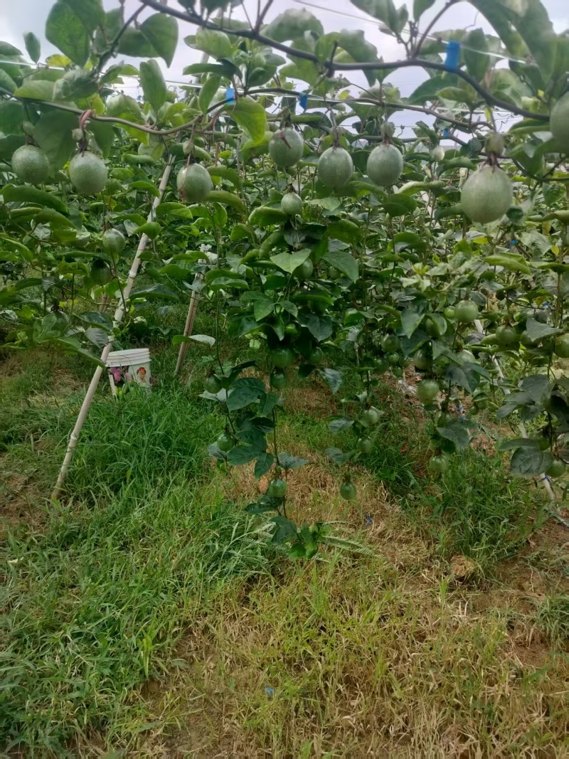 重庆百香果一手货源现货供应厂家直发，支持一件代发