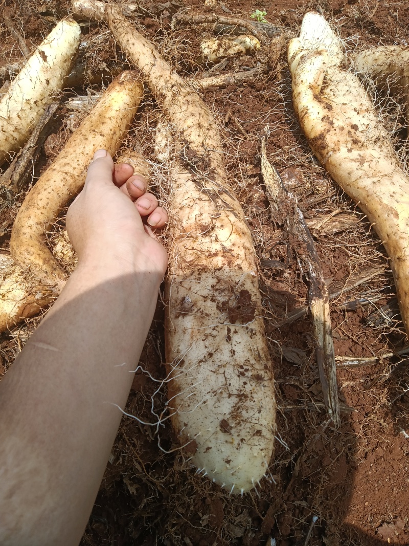 白玉山药牛尾山药