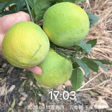 云南新平赣南脐橙