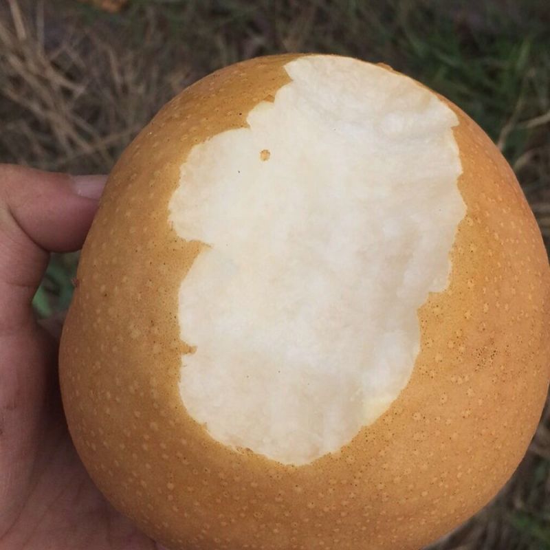 精品新高梨徐州梨大量供应可视频看货欢迎来电采购洽谈