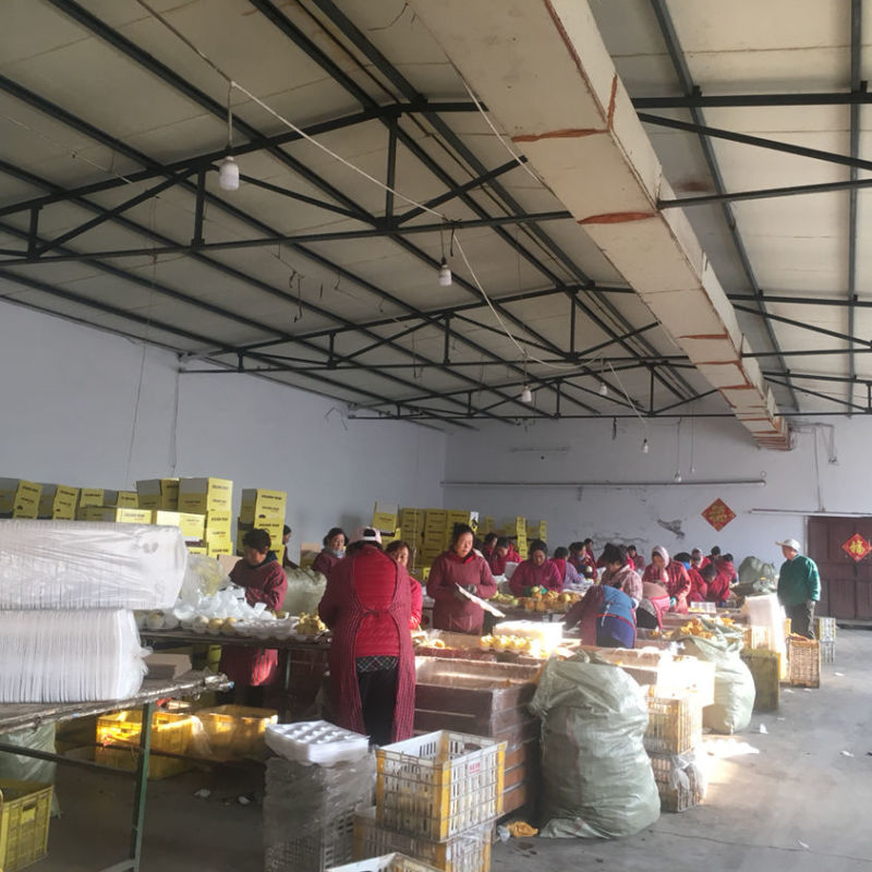 精品新高梨徐州梨大量供应可视频看货欢迎来电采购洽谈
