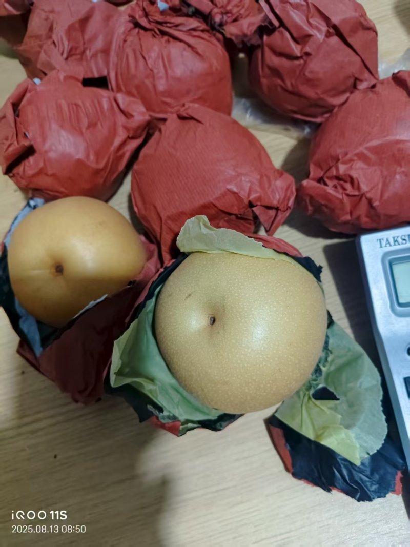 精品新高梨徐州梨大量供应可视频看货欢迎来电采购洽谈