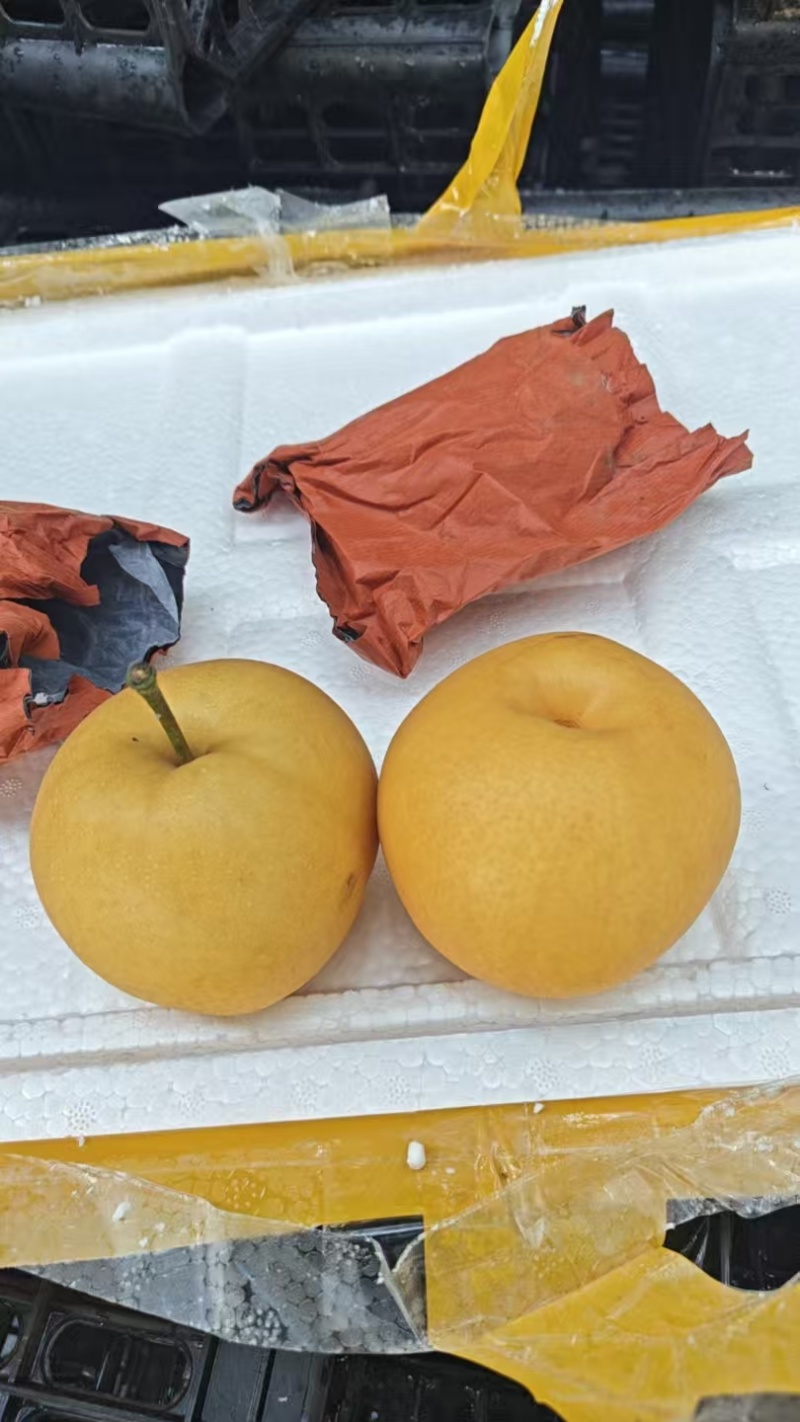 精品新高梨徐州梨大量供应可视频看货欢迎来电采购洽谈
