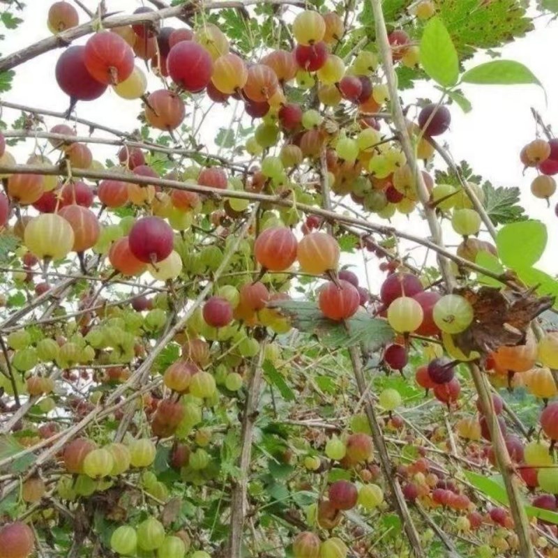 东北红醋栗果树苗盆栽灯笼果苗南北方种植大果台地栽水果树苗