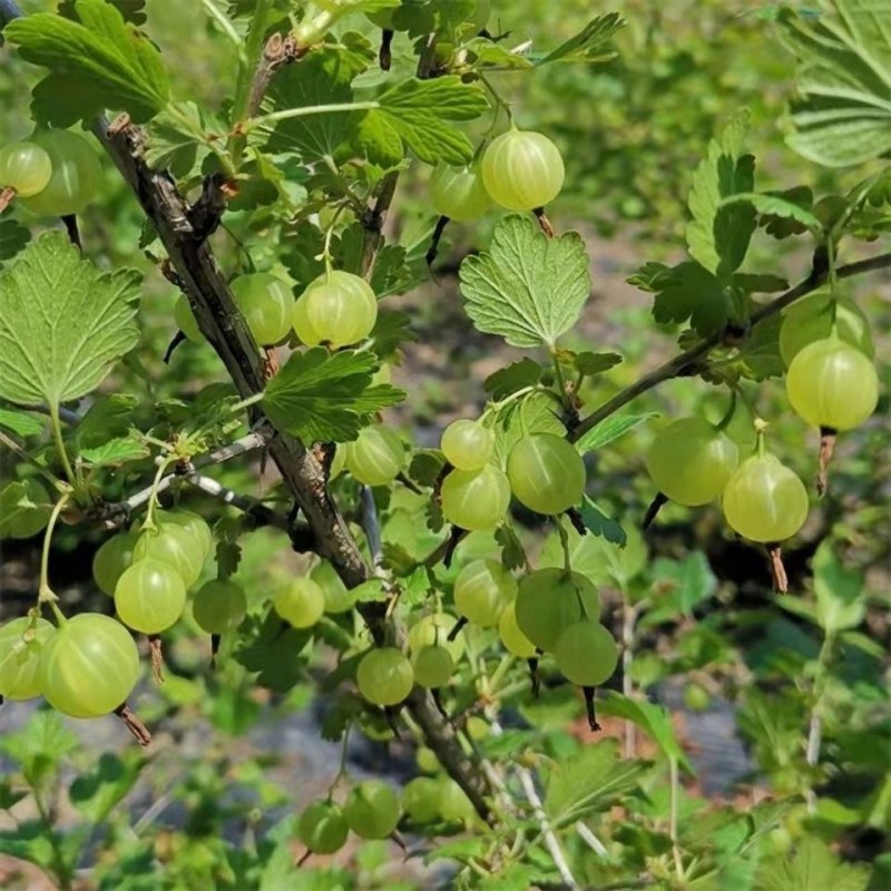 东北红醋栗果树苗盆栽灯笼果苗南北方种植大果台地栽水果树苗