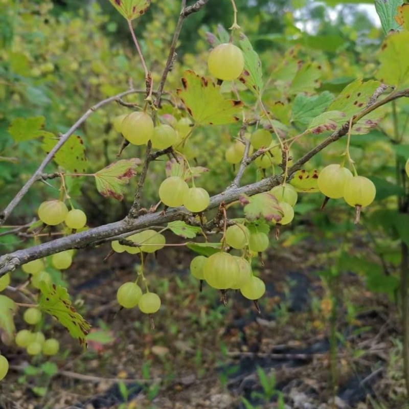东北红醋栗果树苗盆栽灯笼果苗南北方种植大果台地栽水果树苗