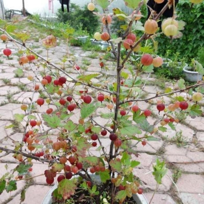 东北红醋栗果树苗盆栽灯笼果苗南北方种植大果台地栽水果树苗