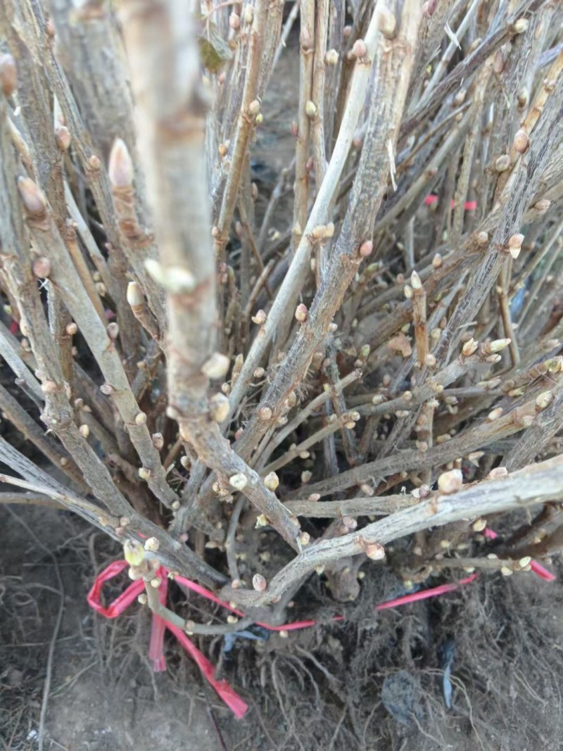 东北红醋栗果树苗盆栽灯笼果苗南北方种植大果台地栽水果树苗