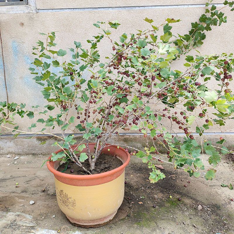 东北红醋栗果树苗盆栽灯笼果苗南北方种植大果台地栽水果树苗