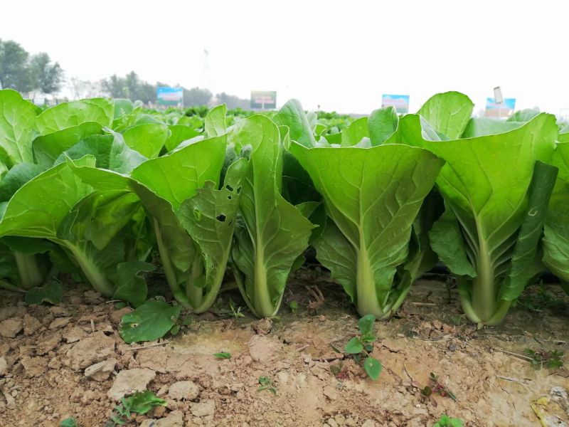 快菜种子速腾9A