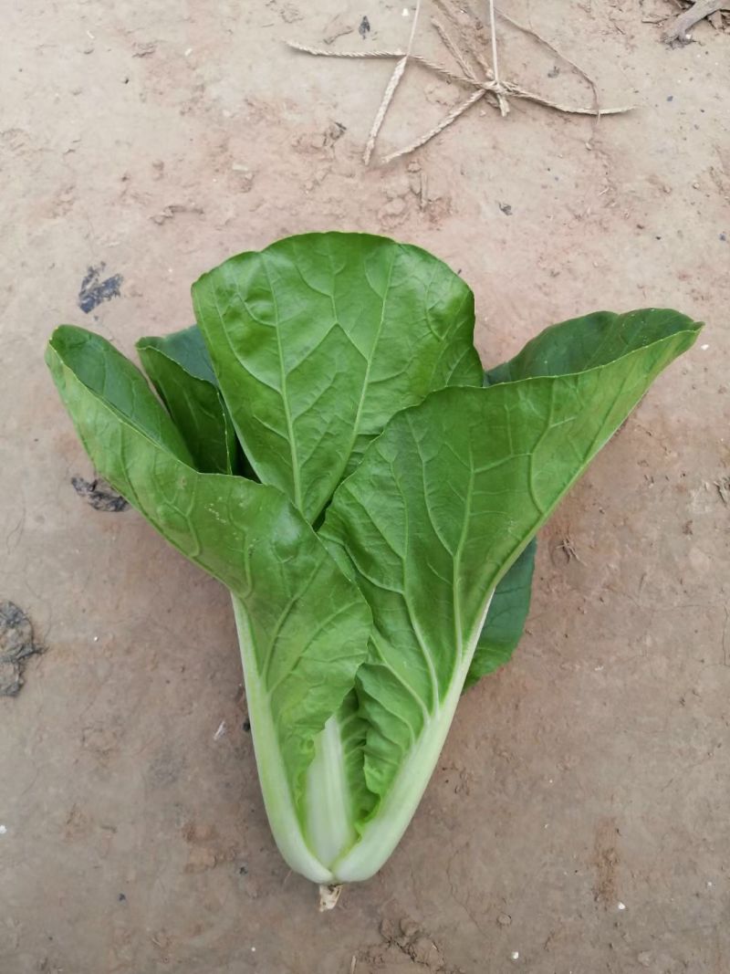 快菜种子速腾9A
