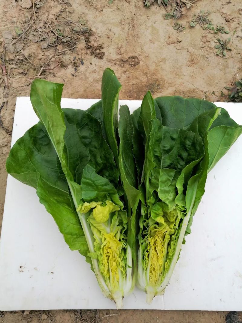 快菜种子速腾9A