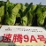 快菜种子速腾9A